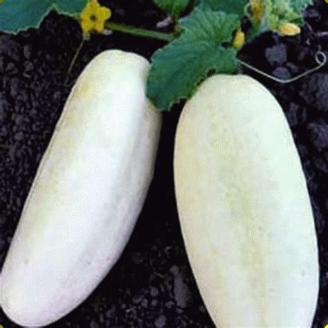 Slicing Cucumber Seeds - 'White Wonder'