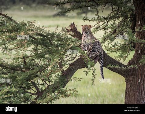 Leopard cub in a tree Stock Photo - Alamy