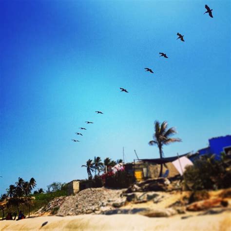 Premium Photo | Birds in sky