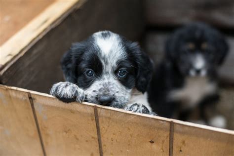 Adopter un chiot dans un refuge | Magazine zooplus