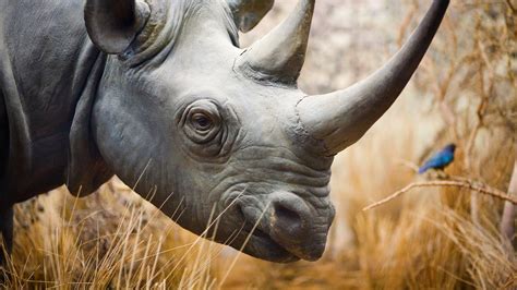 Rhinoceros Rhino Los Angeles 4K HD Wallpapers | HD Wallpapers | ID #31541