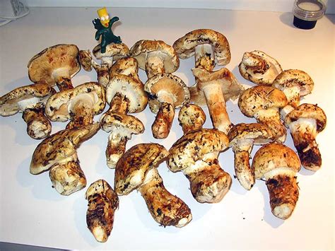 MATSUTAKE (PICS) - Gourmet and Medicinal Mushrooms - Shroomery Message Board