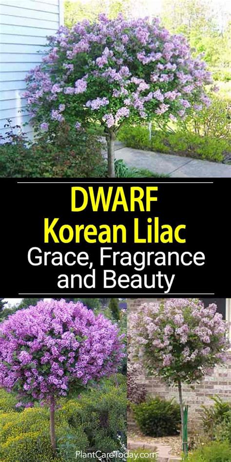 Dwarf Korean Lilac Attractive Shrub with Grace, Fragrance and Beauty