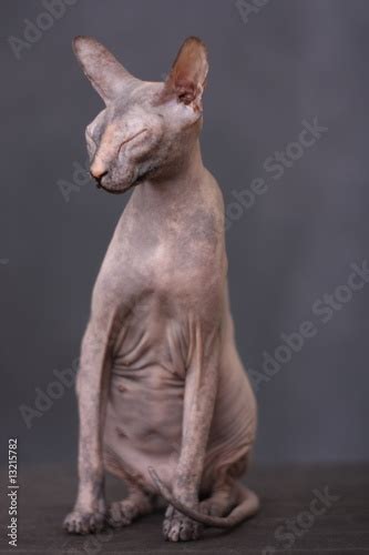 "bold cat" Stock photo and royalty-free images on Fotolia.com - Pic 13215782