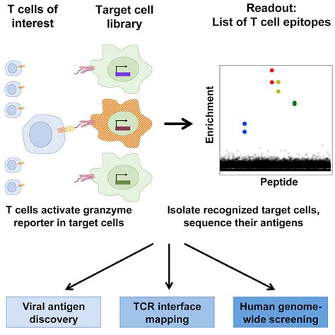 Neoantigen peptides and T-scan: high output screening platform with GenScript peptide service