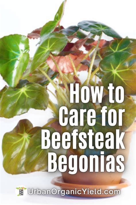 Beefsteak Begonia: Begonia Erythrophylla Plant Care | Begonia, Plants, Plant care