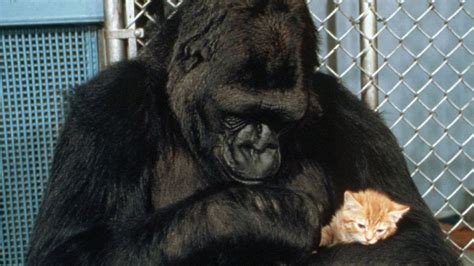 Koko, the Gorilla Who Knew Sign Language, Dies at 46 | Al-Rasub