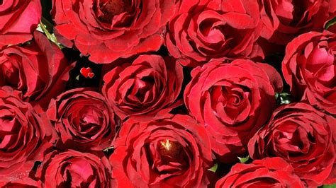 Red Roses Backgrounds - Wallpaper Cave