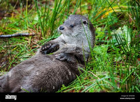 European River Otter (Lutra lutra) lying on its back on riverbank Stock Photo: 68531031 - Alamy