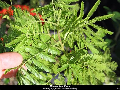 Erowid Plants Vaults : Images : mimosa tenuiflora _i2012e0081_disp