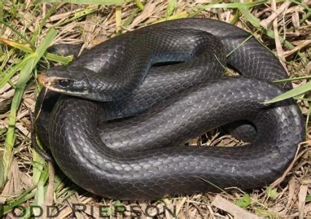 North American Black Racer (Coluber constrictor) | Kentucky Snake Identification