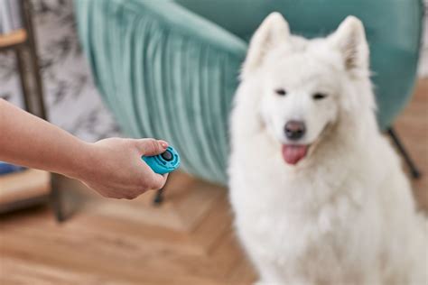 How to Clicker Train Your Dog