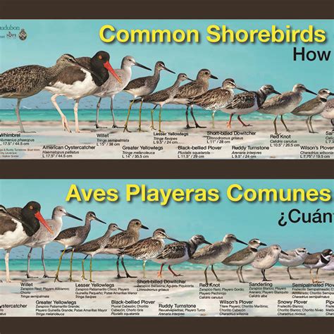 It’s Spring Migration! How Many Shorebirds Have You Seen? – BirdsCaribbean