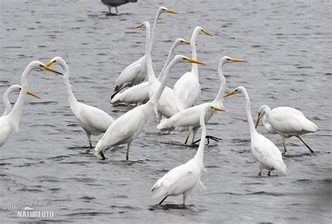 Great White Egret Photos, Great White Egret Images, Nature Wildlife Pictures | NaturePhoto