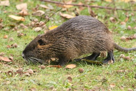 More Muskrats