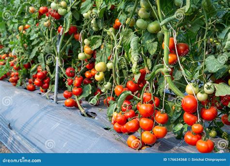 Tomato in the field stock photo. Image of ready, crop - 176634368