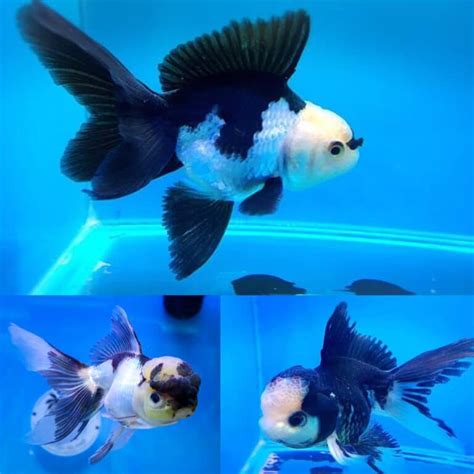 Aquarium Central -Goldfish - Oranda Panda (Carassius Auratus) 5cm - Aquarium Central