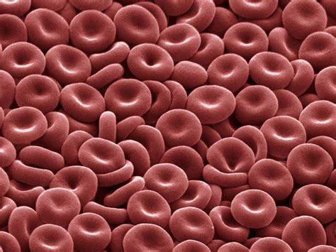 Chemical Makeup Of Red Blood Cells - Makeup Vidalondon