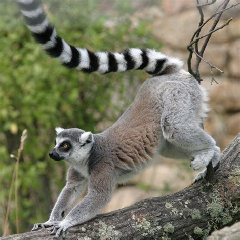 Lemur | Animal Wildlife