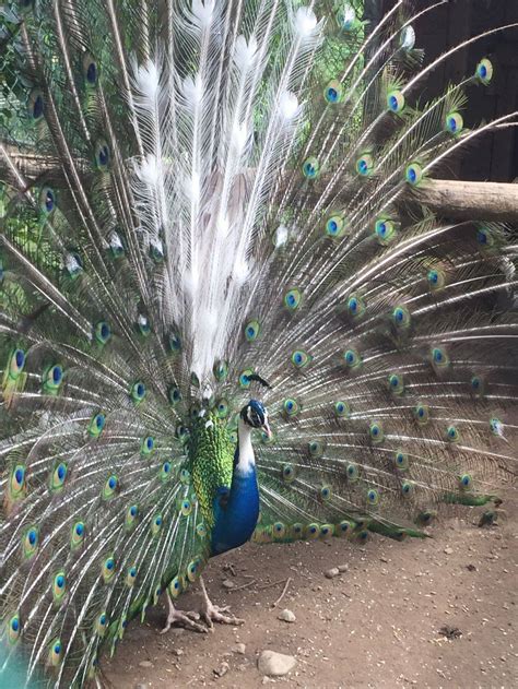 Should you add peacocks to your homestead? | Hello Homestead