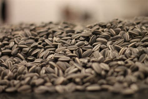 Ai Weiwei explains his famous Sunflower Seeds