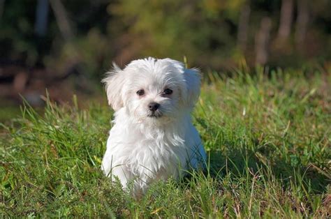 17 Small White Dog Breeds: Little Light-Colored Cuties!