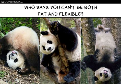 15 Memes That Show Pandas Are So Much More Chill Than Humans Ever Will Be