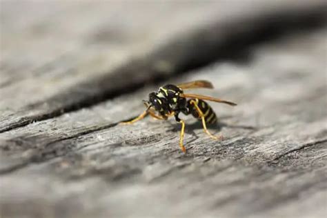 How Does Honey Wasps Make Honey? - pestwhisperer.com