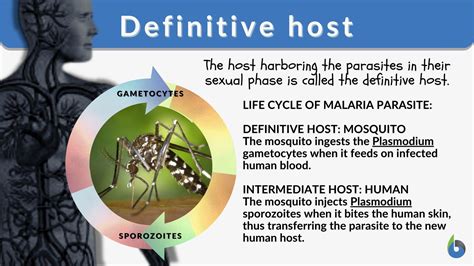 Definitive host - Definition and Examples - Biology Online Dictionary