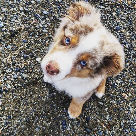 Brown Australian Shepherd Blue Eyes