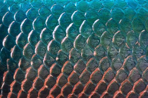 Fish Scales Texture Seamless