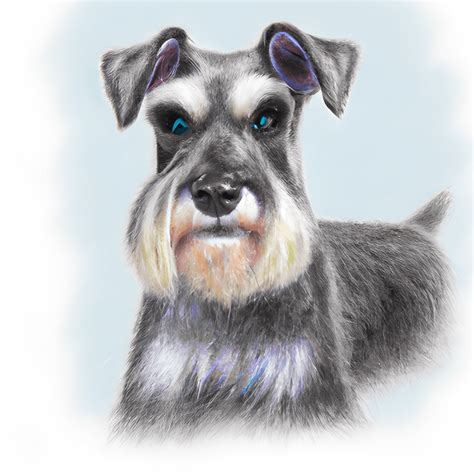 Cute Mini Schnauzer Dog Realistic Colored Pencil Drawing · Creative Fabrica