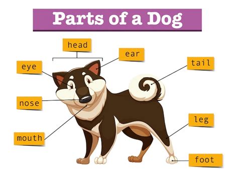 What Are The Different Parts Of A Dog