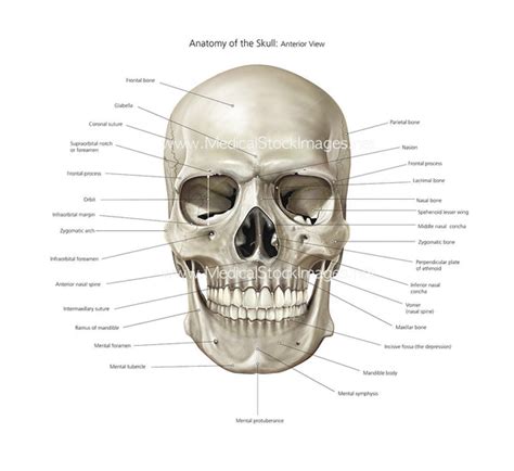 Anatomy of Skull Illustration | Anterior View Labelled – Medical Stock Images Company