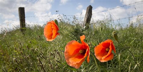 World War I and the poppies of Flanders Fields - The San Diego Union ...