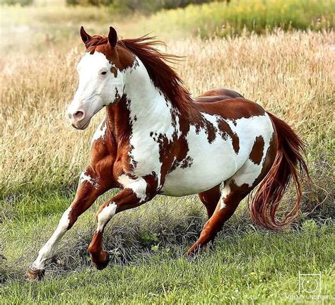 @primewildlife on Instagram: â Via : @holleyunderhillâ | Fotos de caballos salvajes, Fotos de ...