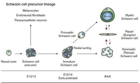 Schwann Cells and Nerve Regeneration Yinghui Xu Abstract The majority of the nervous system ...