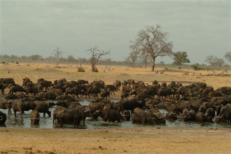 Hwange National Park - Zimbabwe's Largest National Park