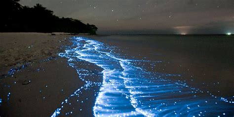 Maldives beach plankton