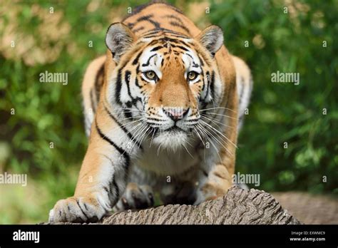 Siberian tiger hunting Stock Photo - Alamy