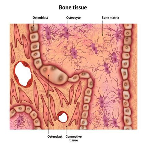 Human Bone Cells Diagram