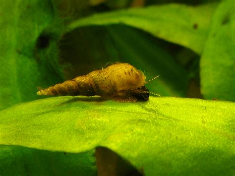 Freshwater Snails Identification