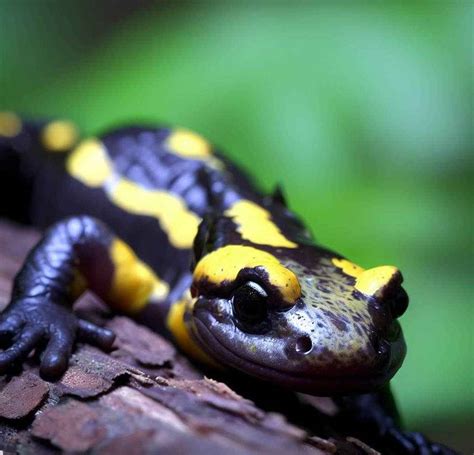 Do Salamanders Have Teeth? [Facts Explained]