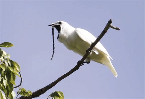 Le cri de l'araponga blanc bat le record de puissance chez les oiseaux | Le cri, Oiseaux, Le ...