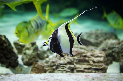 Premium Photo | Moorish idol fish zanclus cornutus swim in the aquarium