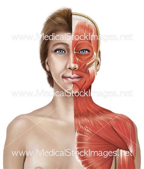 Anatomy Of Female Chest Area - The Abdomen Human Anatomy Picture ...