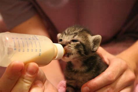 How to Bottle-Feed a Newborn Kitten