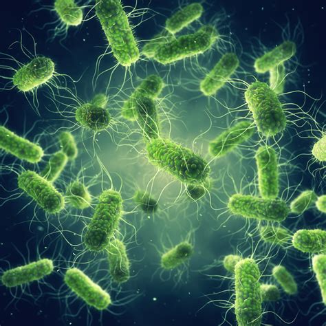 Salmonella typhimurium, heat inactivated - The Native Antigen Company