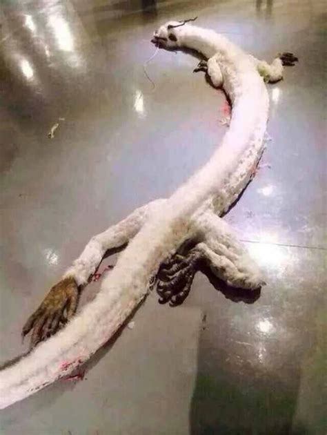 Real Or Viral Hoax? Dragon Shot Dead In A House In West Malaysia