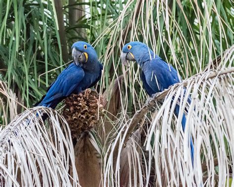 8-27-16 Hyacinth Macaw - Brazil-7343.jpg | Harold Davis | Flickr